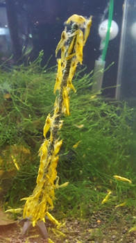 shrimp lollies blue diamond (10 pieces)